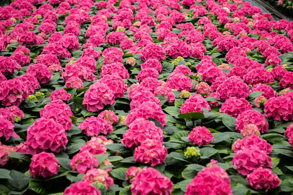A greenhouse full of pink flowering hydrangeas.