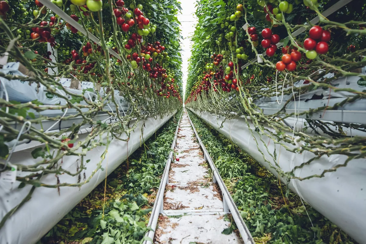 Lange rijen tomatenplanten in een kas, met buisrails over het pad.